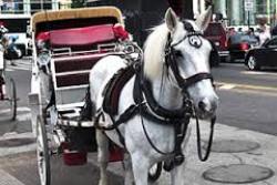 New York City may put an end to the iconic horse carrriages that carry riders around Central Park because some say it is inhumane to the horses. Do you agree?